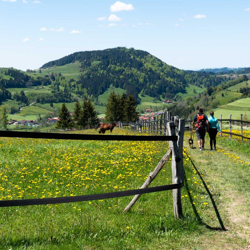 Twee wandelaars lopen op een pad tussen velden, bergen in de verte