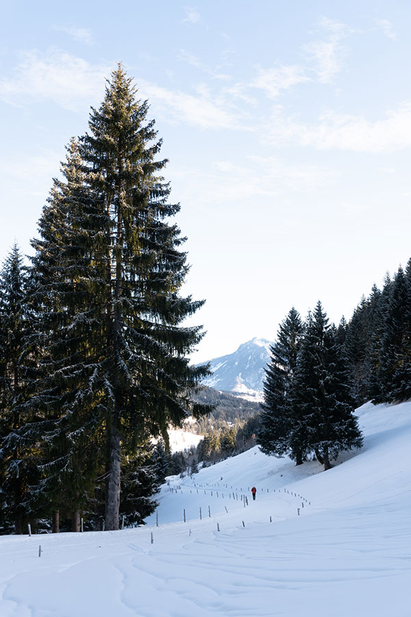 Uitzicht over besneeuwde weg tussen hoge bomen. Op de weg loopt een wandelaar omhoog. Op de achtergrond zijn bergen te zien.