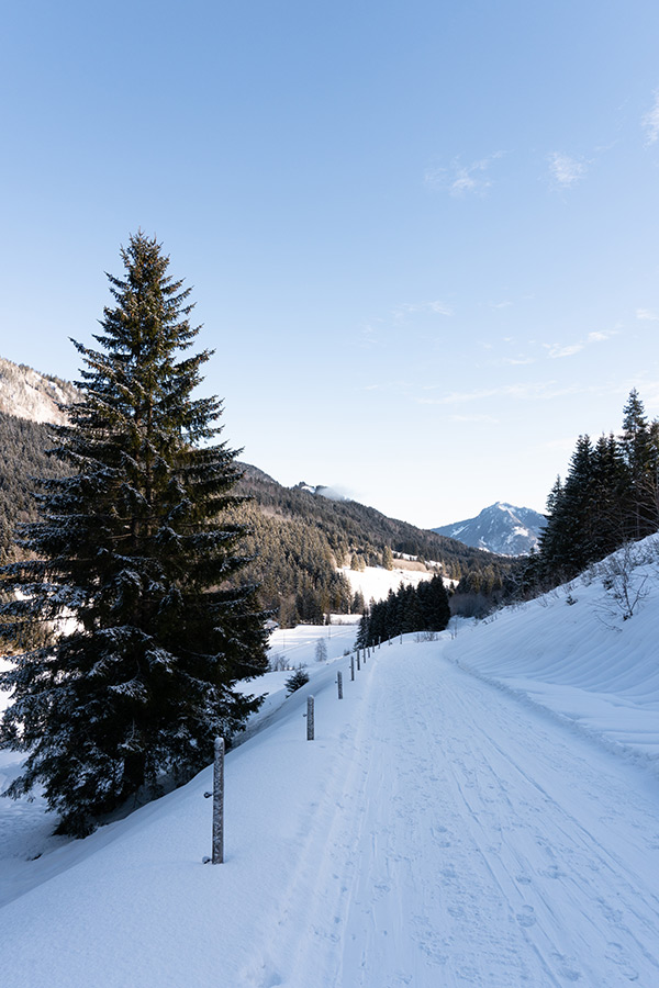 Een breed besneeuwd pad, daarnaast een hoge dennenboom. In de verte zijn bergen te zien.