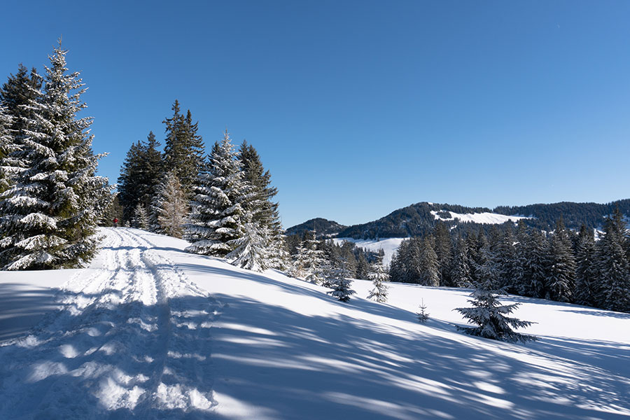 Een besneeuwd pad loopt tussen de bomen door. Er zijn sporen van skiërs en sneeuwschoenwandelaars te zien. Rechts van het pad is een open plek, daarachter liggen bergen. 
